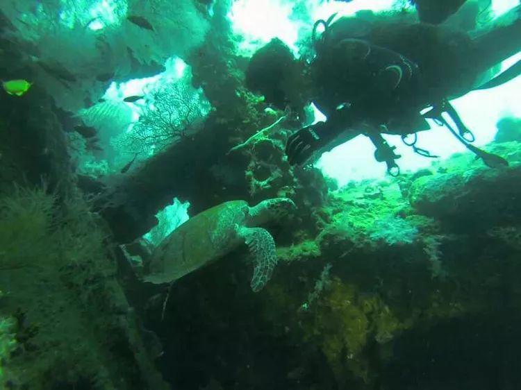 短肢领航鲸搁浅后获救,短肢领航鲸“海棠”脾气犟,身体恢复良好